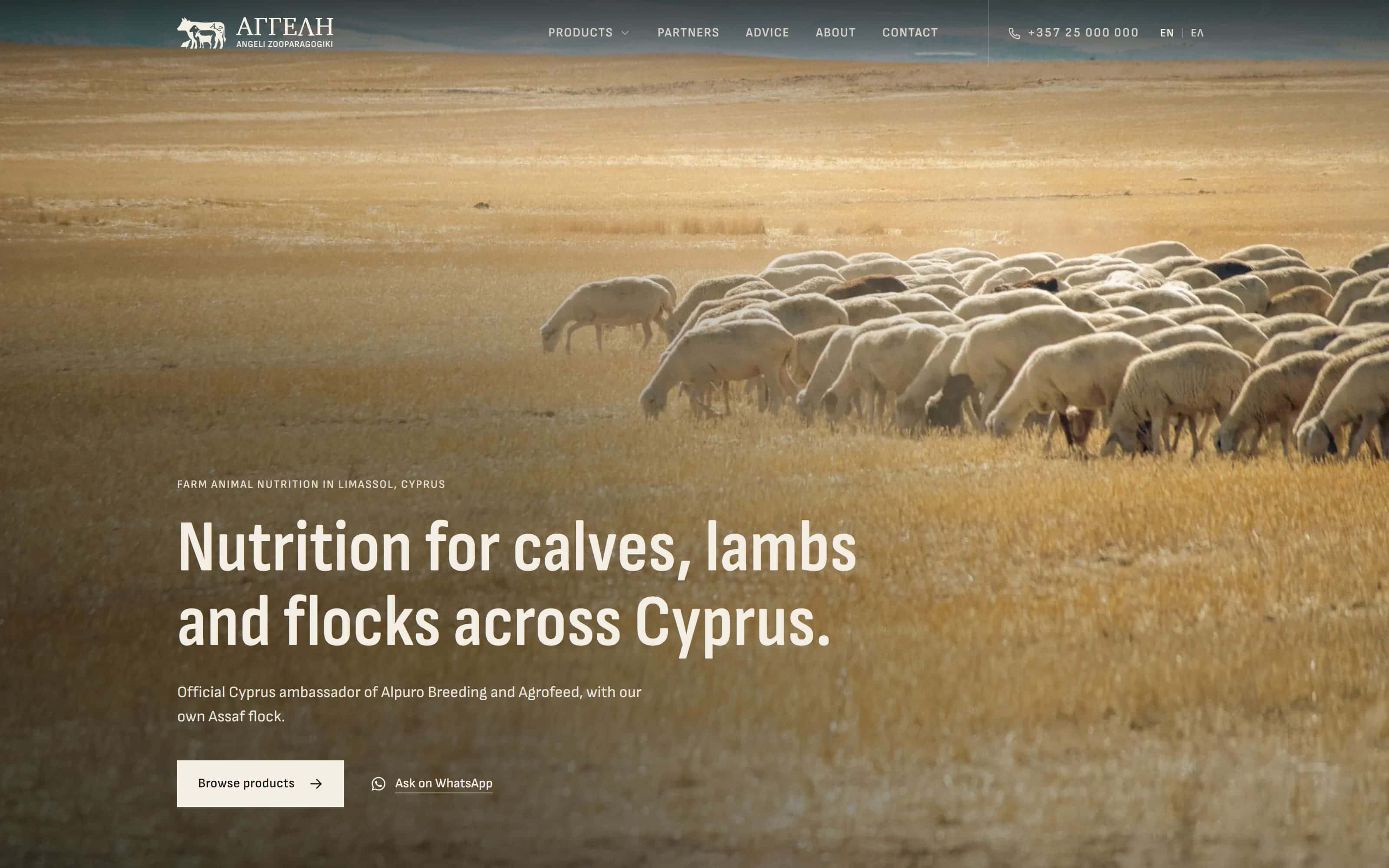 The ANGELI homepage: a flock of sheep grazing golden pasture under the headline Nutrition for calves, lambs and flocks across Cyprus